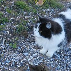 Norsk Skovkat Schnee