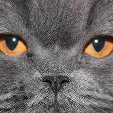 Perser Ofelia *solgt*