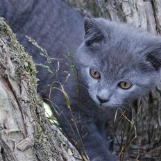 Huskat Findus *R.I.P*