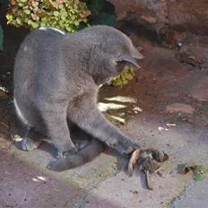 Huskat Findus *R.I.P*