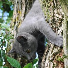 Huskat Findus *R.I.P*