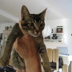 Blanding af racer Mille