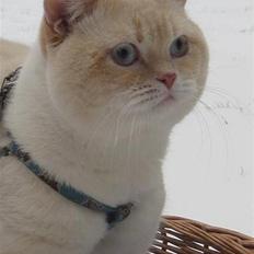 British Shorthair Braveheart