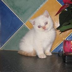British Shorthair Braveheart