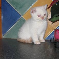 British Shorthair Braveheart