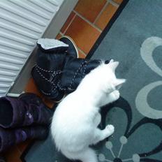 Blanding af racer mille