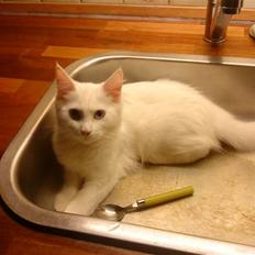 Blanding af racer mille