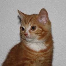 Blanding af racer Kitcat *solgt*