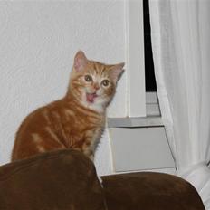 Blanding af racer Kitcat *solgt*