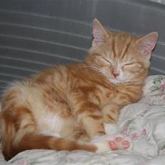 Blanding af racer Kitcat *solgt*