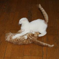 Blanding af racer Miscat