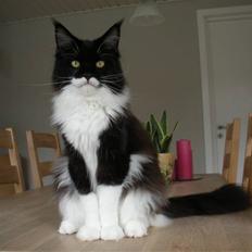 Maine Coon Coon Danica's Pepita har killinger