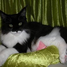 Maine Coon Coon Danica's Pepita har killinger