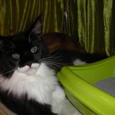 Maine Coon Coon Danica's Pepita har killinger