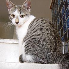 Huskat † Einstein †