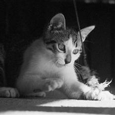 Huskat † Einstein †