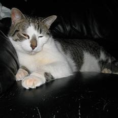 Huskat † Einstein †