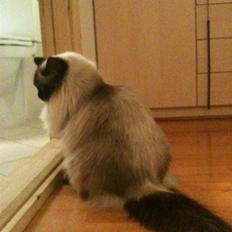 Ragdoll Seriøs´s Dream on "SOLGT"