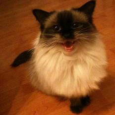 Ragdoll Seriøs´s Dream on "SOLGT"