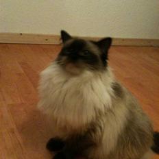 Ragdoll Seriøs´s Dream on "SOLGT"