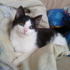 Blanding af racer mis <3