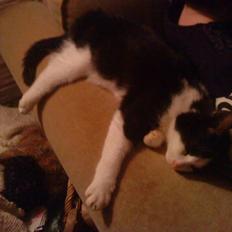 Blanding af racer mis <3