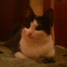 Blanding af racer mis <3