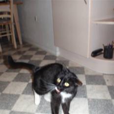 Blanding af racer lillemis/missi