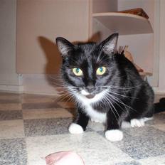 Blanding af racer lillemis/missi