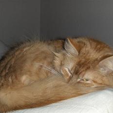 Maine Coon Pippi