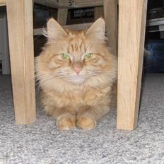 Maine Coon Pippi