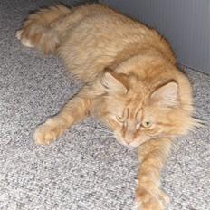Maine Coon Pippi