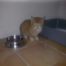 Blanding af racer Oscar