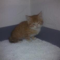 Blanding af racer Oscar