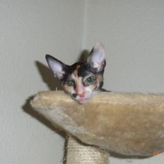 Cornish Rex Karnie