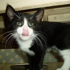 Blanding af racer Jasmin