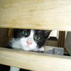 Blanding af racer Jasmin