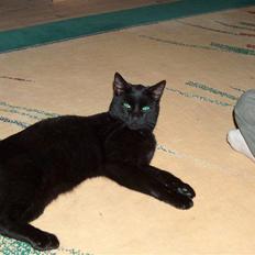 Huskat Felix (savnet siden 2009 :'(  )