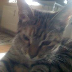 Blanding af racer musse