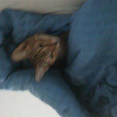 Blanding af racer musse