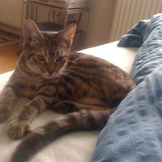 Blanding af racer musse