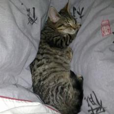 Blanding af racer Samantha