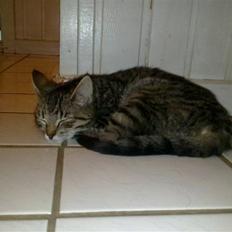 Blanding af racer Samantha