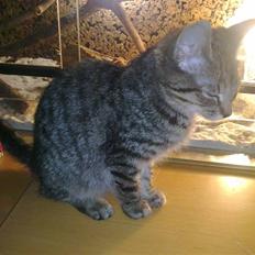 Blanding af racer Samantha