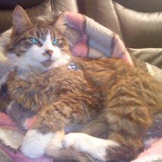 Blanding af racer Wormie