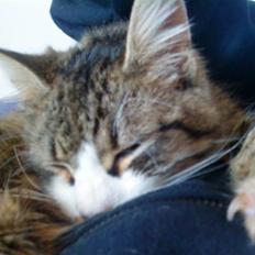 Blanding af racer Wormie