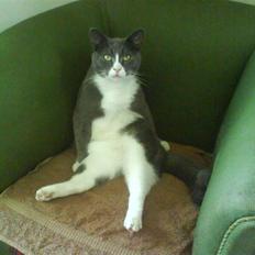 Blanding af racer Elvis