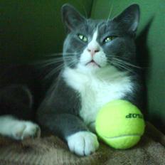 Blanding af racer Elvis