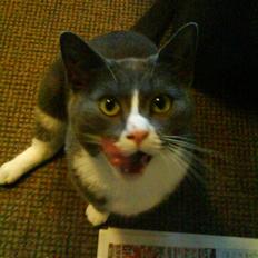 Blanding af racer Elvis