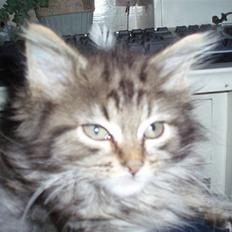 Maine Coon Hiawatha